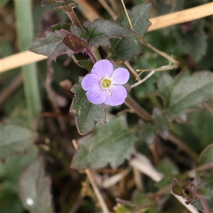 Veronica calycina (Hairy Speedwell) at Manton, NSW by ConBoekel