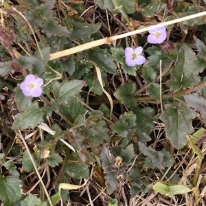 Veronica calycina at Manton, NSW - 10 Jan 2025 11:14 AM