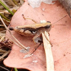 Phaulacridium vittatum (Wingless Grasshopper) at Manton, NSW - 10 Jan 2025 by ConBoekel