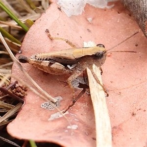 Phaulacridium vittatum (Wingless Grasshopper) at Manton, NSW by ConBoekel