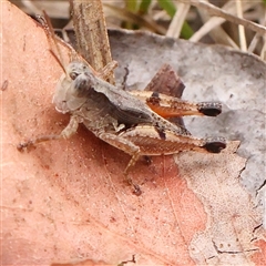 Phaulacridium vittatum (Wingless Grasshopper) at Manton, NSW - 10 Jan 2025 by ConBoekel