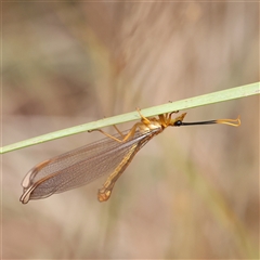 Nymphes myrmeleonoides (Blue eyes lacewing) at Manton, NSW - 10 Jan 2025 by ConBoekel