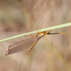 Nymphes myrmeleonoides (Blue eyes lacewing) at Manton, NSW by ConBoekel