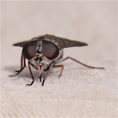 Dasybasis sp. (genus) (A march fly) at Manton, NSW - 10 Jan 2025 by ConBoekel