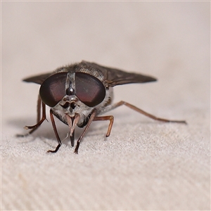 Dasybasis sp. (genus) at Manton, NSW - 10 Jan 2025 11:43 AM