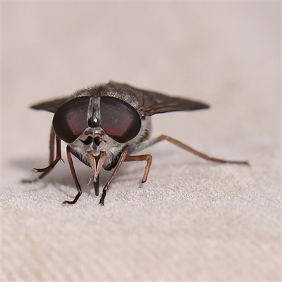 Dasybasis sp. (genus) (A march fly) at Manton, NSW - 10 Jan 2025 by ConBoekel