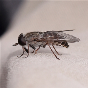 Dasybasis sp. (genus) at Manton, NSW - 10 Jan 2025 11:43 AM