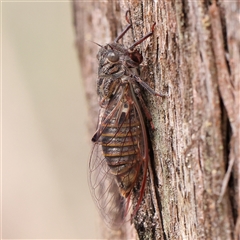 Pauropsalta mneme (Alarm Clock Squawker) at Manton, NSW - 10 Jan 2025 by ConBoekel