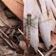 Orthetrum caledonicum (Blue Skimmer) at Manton, NSW - 10 Jan 2025 by ConBoekel