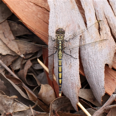 Orthetrum caledonicum (Blue Skimmer) at Manton, NSW - 10 Jan 2025 by ConBoekel