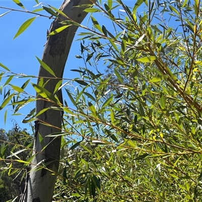 Salix nigra (Black Willow) at Bruce, ACT - 14 Jan 2025 by JVR