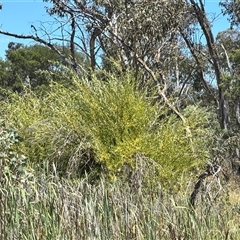 Salix nigra at Bruce, ACT - 14 Jan 2025