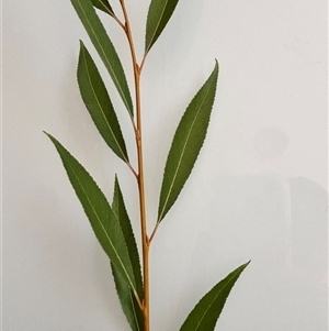 Salix nigra at Bruce, ACT - 14 Jan 2025