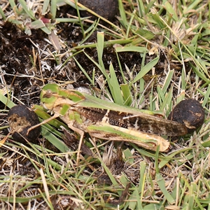 Gastrimargus musicus (Yellow-winged Locust or Grasshopper) at Manton, NSW by ConBoekel