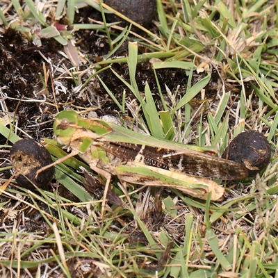 Gastrimargus musicus (Yellow-winged Locust or Grasshopper) at Manton, NSW - 10 Jan 2025 by ConBoekel