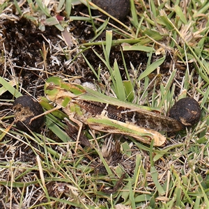 Gastrimargus musicus at Manton, NSW - 10 Jan 2025 11:04 AM