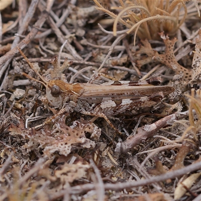 Austroicetes pusilla (Grasshopper, Locust) at Manton, NSW - 10 Jan 2025 by ConBoekel