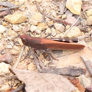 Goniaea opomaloides (Mimetic Gumleaf Grasshopper) at Manton, NSW by ConBoekel