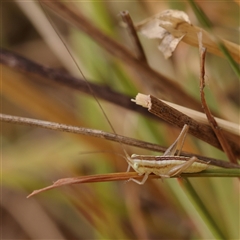 Conocephalus semivittatus (Meadow katydid) at Manton, NSW - 10 Jan 2025 by ConBoekel