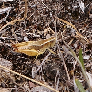 Phaulacridium vittatum at Manton, NSW - 10 Jan 2025 10:58 AM