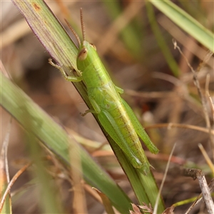 Bermius brachycerus (A grasshopper) at Manton, NSW by ConBoekel