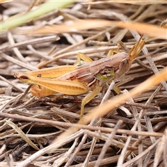 Praxibulus sp. (genus) (A grasshopper) at Manton, NSW - 10 Jan 2025 by ConBoekel