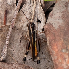 Macrotona australis (Common Macrotona Grasshopper) at Manton, NSW - 10 Jan 2025 by ConBoekel