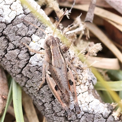 Unidentified Grasshopper (several families) at Manton, NSW - 9 Jan 2025 by ConBoekel