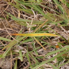 Acrida conica (Giant green slantface) at Manton, NSW - 10 Jan 2025 by ConBoekel
