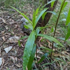 Senecio linearifolius var. latifolius at Kambah, ACT - 10 Nov 2022 by mainsprite