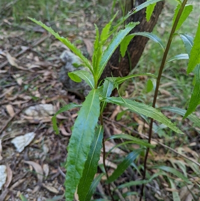 Senecio linearifolius var. latifolius at Kambah, ACT - 10 Nov 2022 by mainsprite