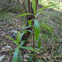 Senecio linearifolius var. latifolius at Kambah, ACT - 10 Nov 2022 10:09 AM