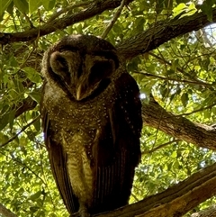 Tyto tenebricosa (Sooty Owl) at Mullumbimby Creek, NSW - 30 Oct 2024 by daverawlins75