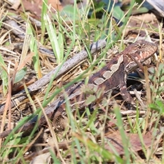 Rankinia diemensis (Mountain Dragon) at Cotter River, ACT - 14 Jan 2025 by SandraH