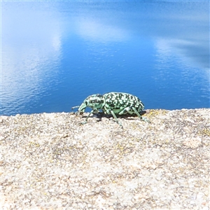 Chrysolopus spectabilis (Botany Bay Weevil) at Cotter River, ACT by SandraH