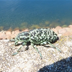 Chrysolopus spectabilis at Cotter River, ACT - 14 Jan 2025 11:41 AM