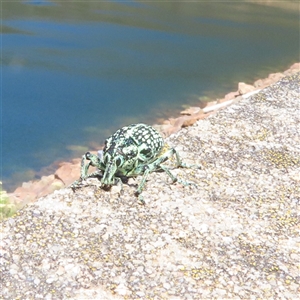 Chrysolopus spectabilis at Cotter River, ACT - 14 Jan 2025 11:41 AM