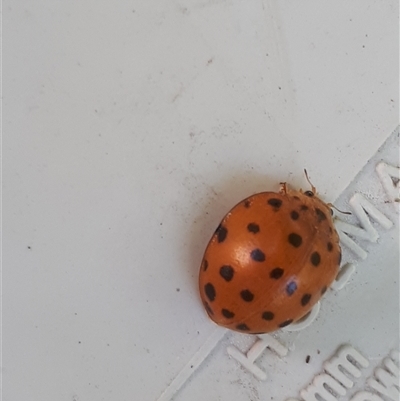 Epilachna sumbana (A Leaf-eating Ladybird) at O'Connor, ACT - 13 Jan 2025 by Janet