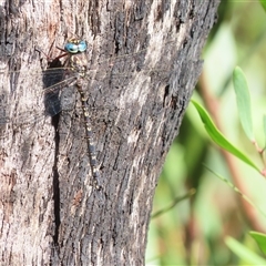 Austroaeschna multipunctata (Multi-spotted Darner) at Tharwa, ACT - 13 Jan 2025 by SandraH