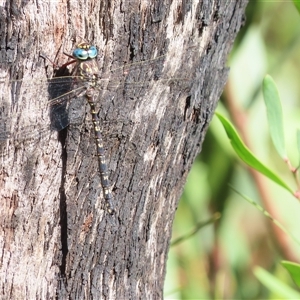 Austroaeschna multipunctata at Tharwa, ACT - 14 Jan 2025 10:41 AM