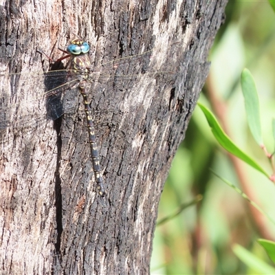 Austroaeschna multipunctata (Multi-spotted Darner) at Tharwa, ACT - 13 Jan 2025 by SandraH