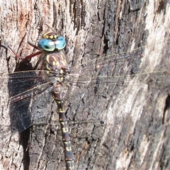 Austroaeschna multipunctata at Tharwa, ACT - 14 Jan 2025 10:41 AM