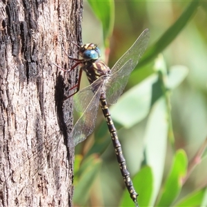 Austroaeschna multipunctata at Tharwa, ACT - 14 Jan 2025 10:41 AM