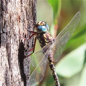 Austroaeschna multipunctata at Tharwa, ACT - 14 Jan 2025 10:41 AM