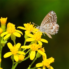 Theclinesthes serpentata (Saltbush Blue) at Uriarra Village, ACT - 13 Jan 2025 by DPRees125