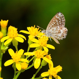 Theclinesthes serpentata at Uriarra Village, ACT by DPRees125