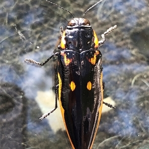 Cyrioides australis (Jewel beetle) at Sherwood, NSW by donnanchris