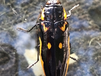 Cyrioides australis (Jewel beetle) at Sherwood, NSW - 14 Jan 2025 by donnanchris