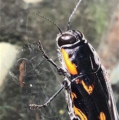 Cyrioides australis at Sherwood, NSW - 14 Jan 2025 02:19 PM