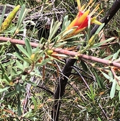 Lambertia formosa (Mountain Devil) at Sherwood, NSW - 14 Jan 2025 by donnanchris